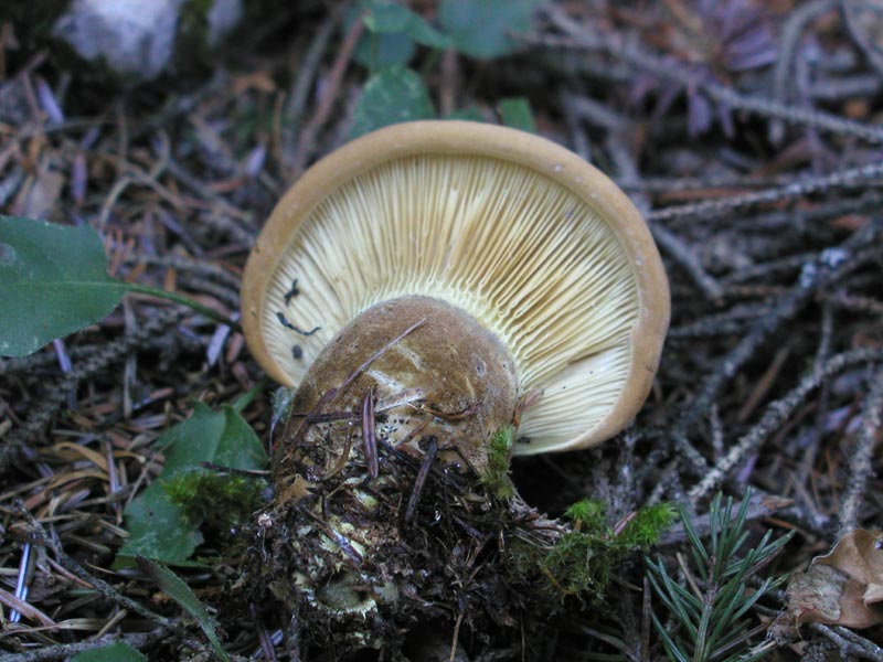 Tapinella atrotomentosa. Da rifiutare.